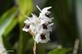 Coelogyne pulchella