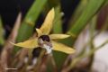 Maxillaria chrysantha