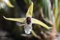 Maxillaria chrysantha