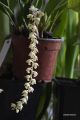 Dendrochilum cornutum