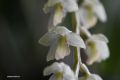 Dendrochilum cornutum