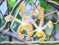 Orchydee Brassia arachnidea