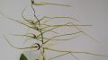 brassia arcuigera