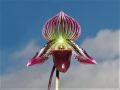 Paphiopedilum Senne Calle