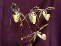 Paphiopedilum Saint Swithin