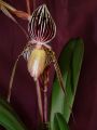 Paphiopedilum Saint Swithin