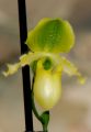 Paphiopedilum primulinum