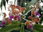 vanda tricolor suavis