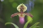 Paphiopedilum henryanum