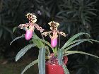 Paphiopedilum henryanum