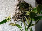 Epidendrum ciliare (plante sur plaque)