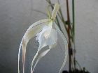 brassavola cucullata