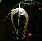 Brassavola cucullata