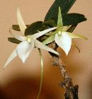 Angraecum elephantianum