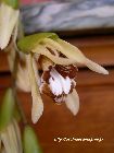 coelogyne pulverula