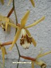 coelogyne pulverula