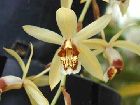 coelogyne massangeana