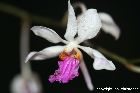 Holcoglossum kimballianum