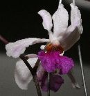 Holcoglossum kimballianum