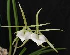 brassavola nodosa