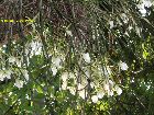 Brassavola perrinii