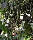 Brassavola nodosa