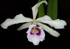 Laelia purpurata var. anelata 'Adams'