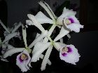 Laelia purpurata var. anelata 'Adams'