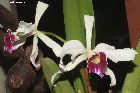 Laelia purpurata