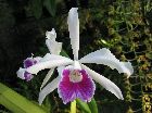 laelia purpurata