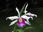 Laelia purpurata var. albocyanea