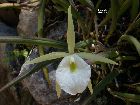 brassavola tuberculata