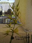 brassia maculata