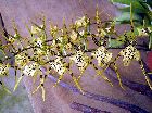 Brassia maculata