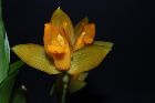 Lycaste aromatica