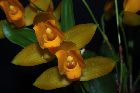 Lycaste aromatica