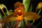 Lycaste aromatica