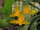 Lycaste aromatica