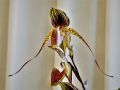 Paphiopedilum rothschildianum