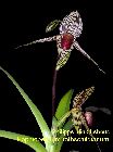 Paph. rothschildianum