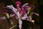 laelia anceps