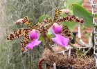 Cattleya aclandiae