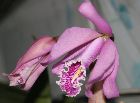 Cattleya maxima