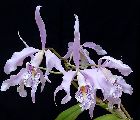 Cattleya maxima 