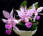 Cattleya walkeriana