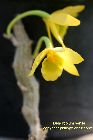 Dendrobium senile