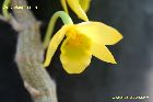 Dendrobium senile