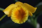 Callista chrysotoxa