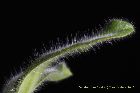 Callista senilis / Dendrobium senile