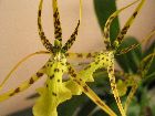 brassia rex